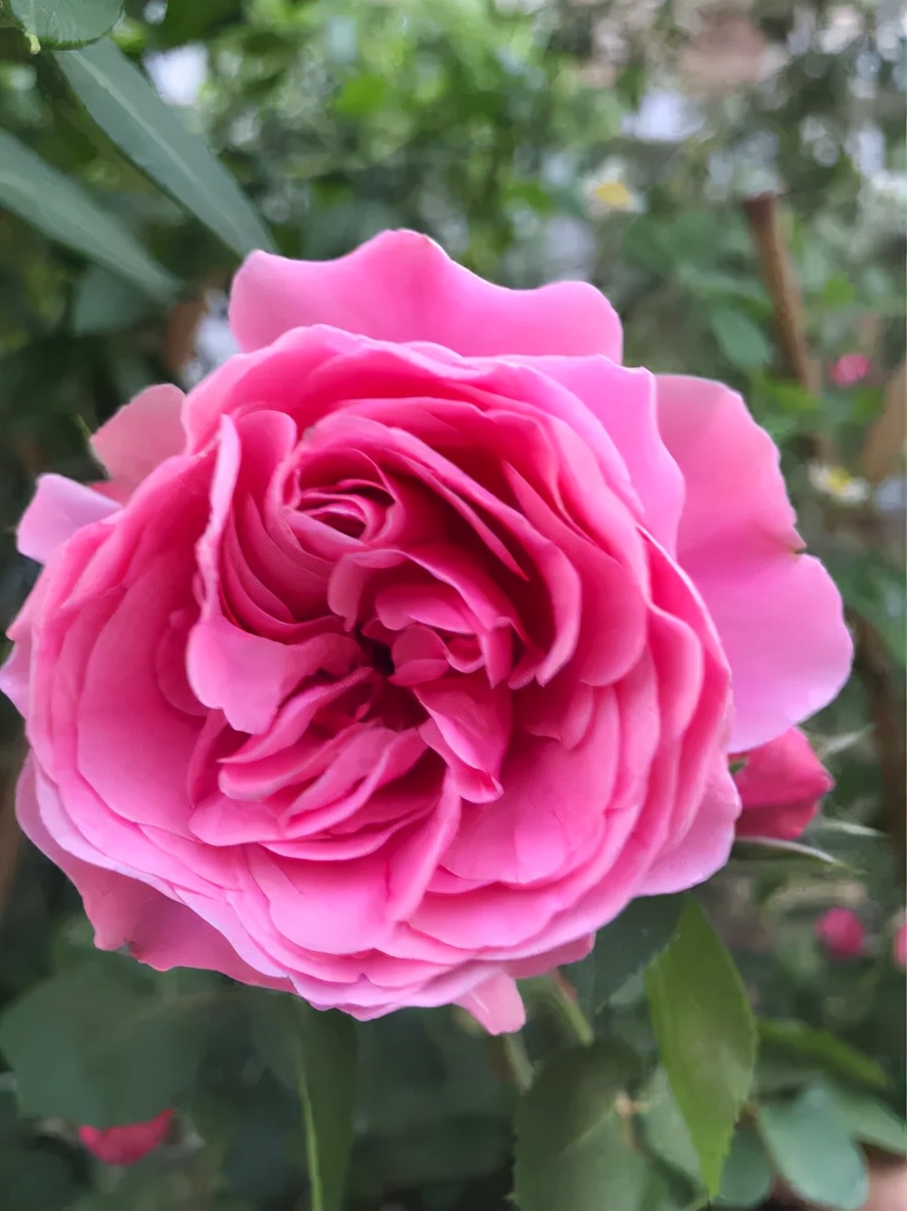 藤本月季玛格丽特王妃优缺点,藤本月季胭脂扣的优缺点