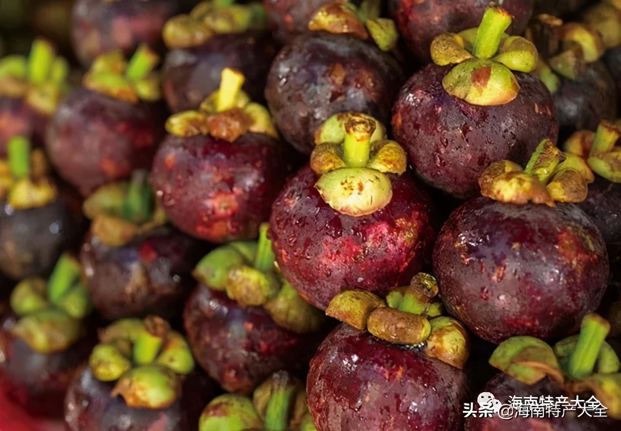 海南热带水果种植基地,海南哈密瓜是热带水果