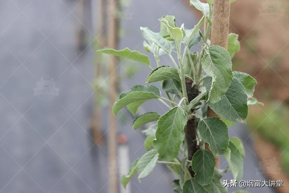 怎么增加树的叶绿素,叶绿素对树的作用