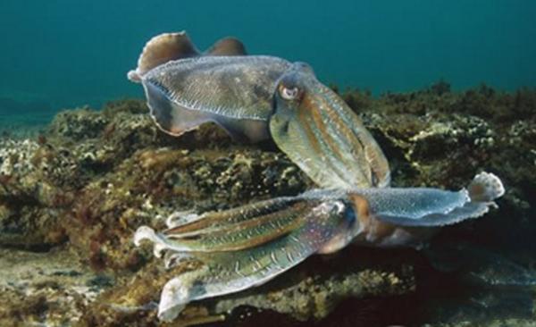 史上五大恐怖深海生物,海洋十大恐怖鱼