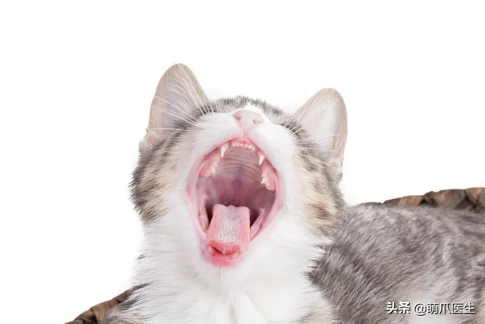 猫突然喜欢咬东西,怎么改掉猫吃猫砂的毛病