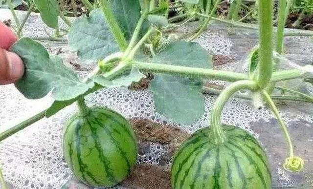 西瓜蚜虫用什么特效药防治,防治西瓜蚜虫的特效药有哪些