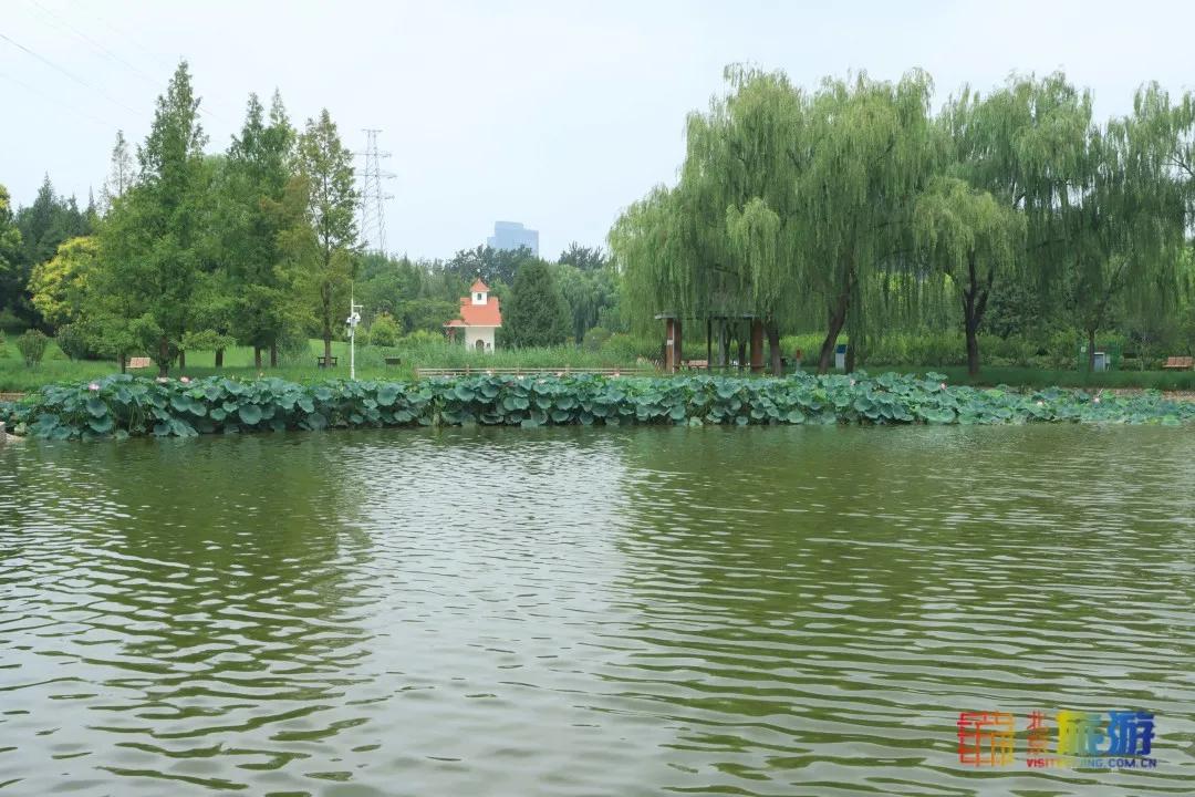 免费！市区就有“小森林”，花海芳香扑鼻！还有美好的祝福送给你