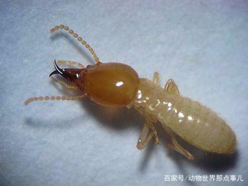 1000个动物知识,臭鼬动物的特性