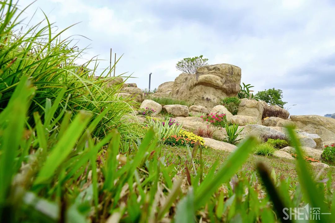 龙华新公园在哪里,深圳龙华区免费的公园