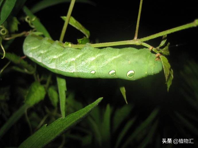 教你识别十大虫害,专治各种害虫图谱大全