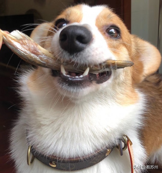 戴LV项圈、吃进口零食、住定制宾馆，网友：活得不如狗