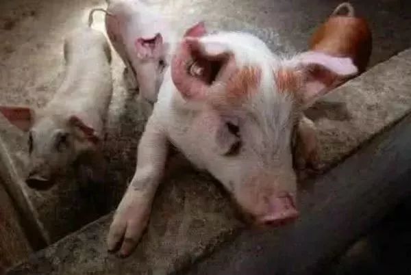 猪不吃不长怎么办,猪不喂饲料怎么长得快