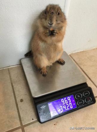 熊猫称完体重后自闭,当熊猫称完体重自闭