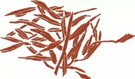 烹饪菜肴用的香辛料,料理必备调味料