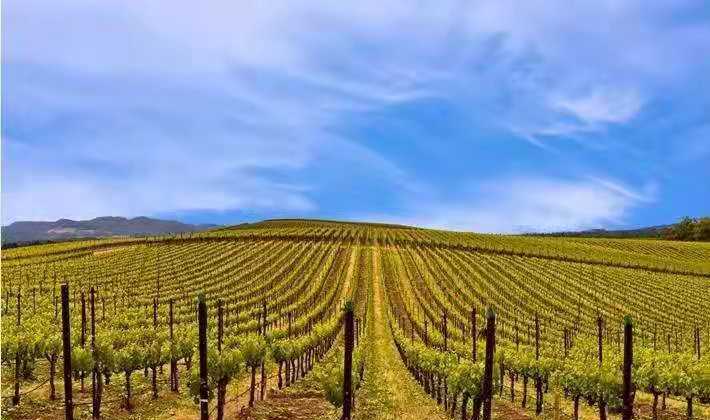 世界五大葡萄酒产区,世界上最古老的葡萄酒产区国家