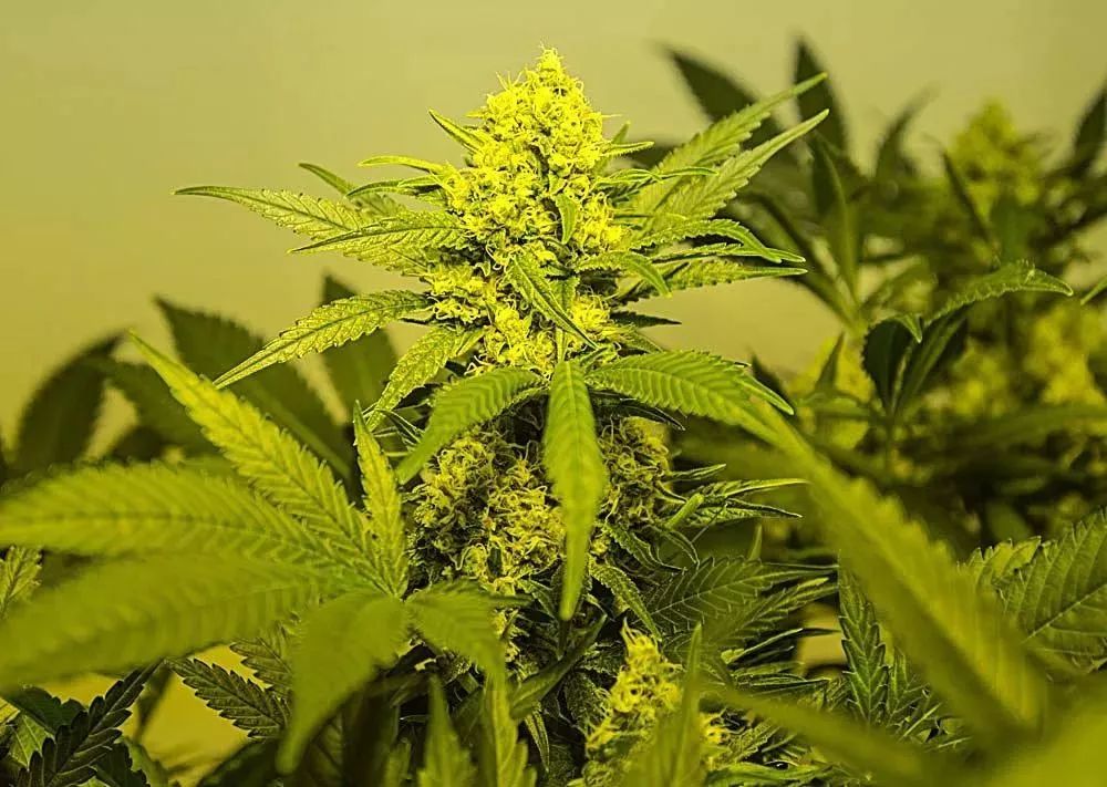 保健品骗局专骗老年人触犯什么法,保健品骗局专骗老年人被抓