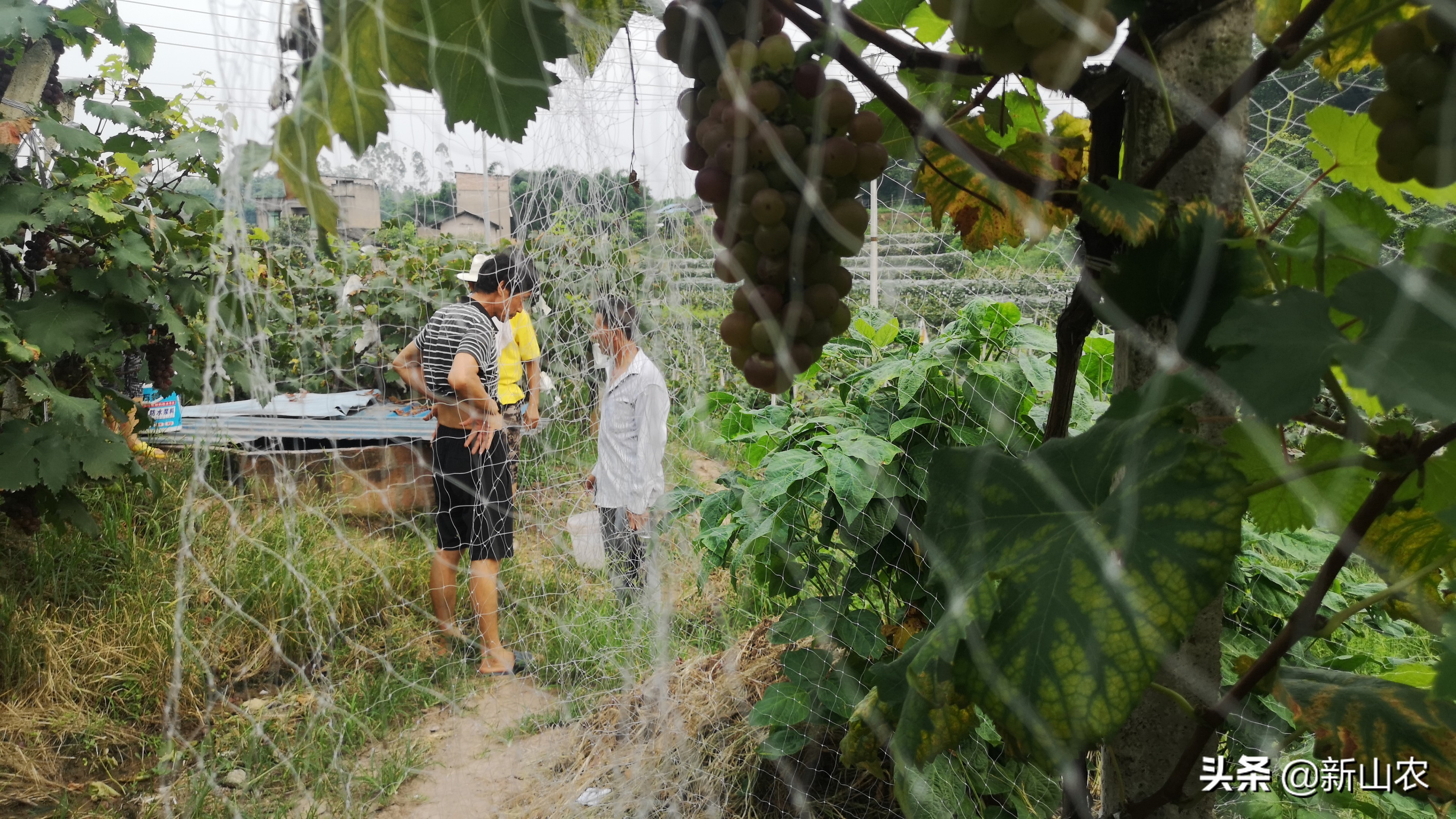 “洋气”的“土专家”，西彭镇马鞍村黄代华，“好人老黄”绰号