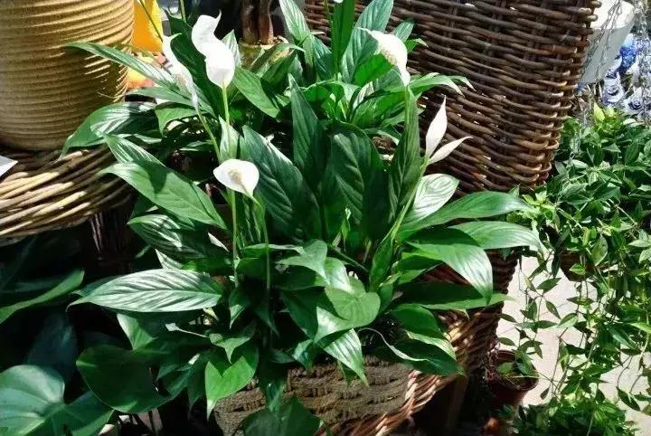 种什么蔬菜可吸甲醛,坪地吸甲醛的植物