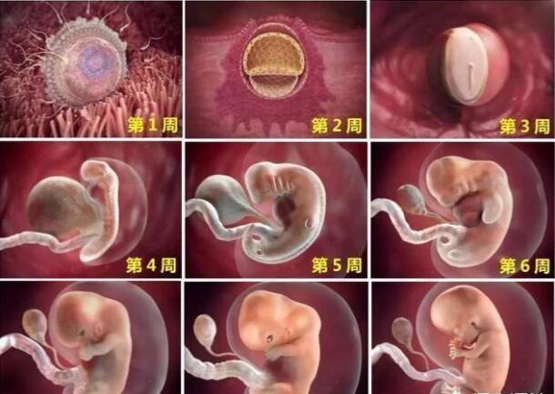 怀孕十天怎么能测出来,怀孕10天能知道吗