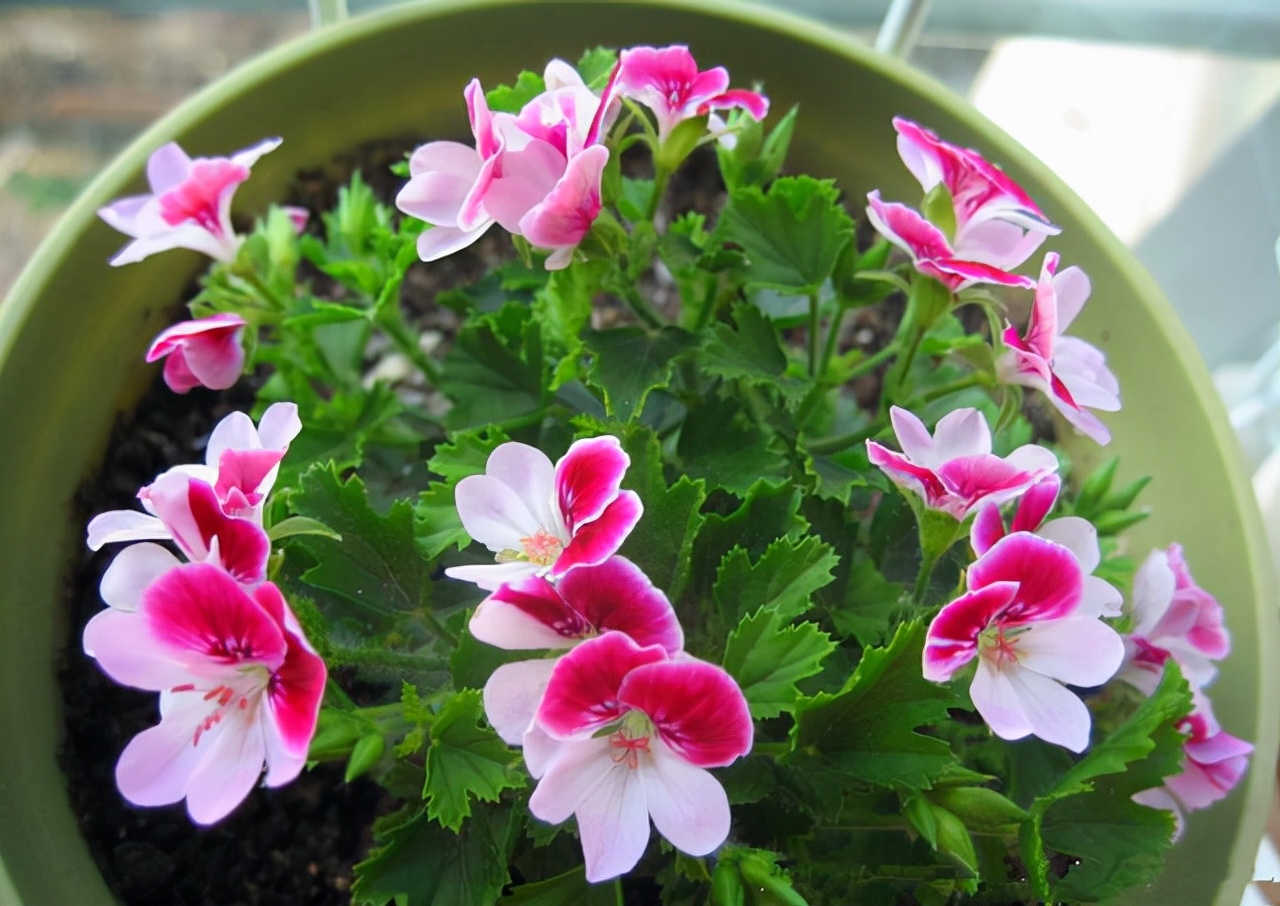 观花最好养的植物,5-10月适合养什么花