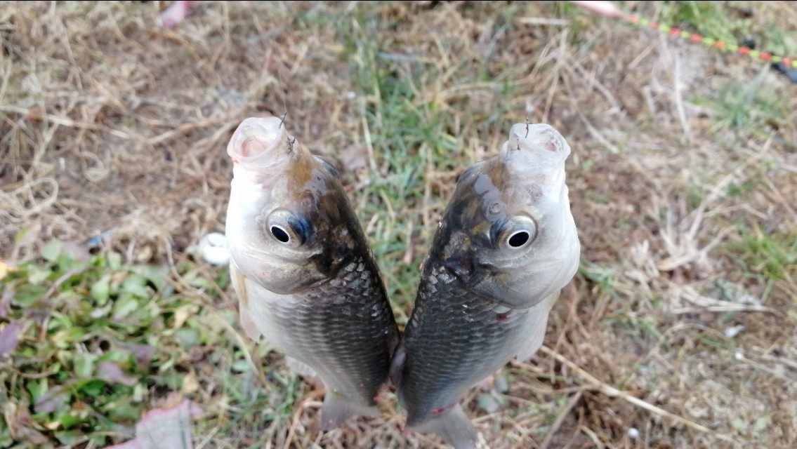 下雨天钓鱼鱼口小怎么办,下雨天怎样钓鱼比较好钓