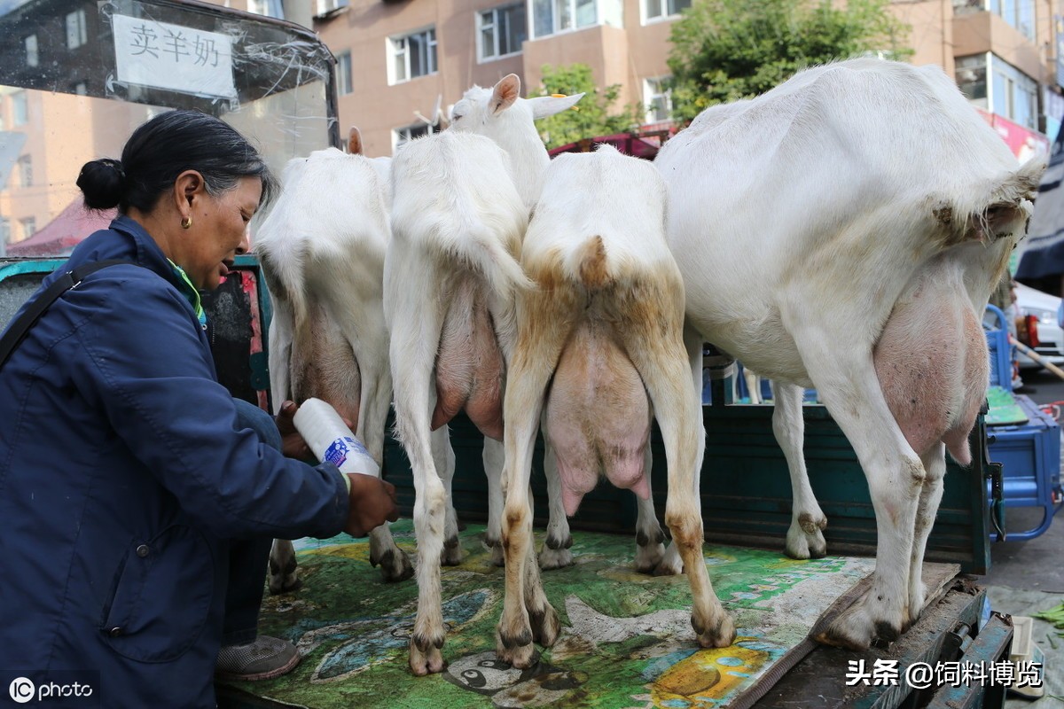 奶羊乳房炎用什么药,奶羊乳房发炎如何治疗