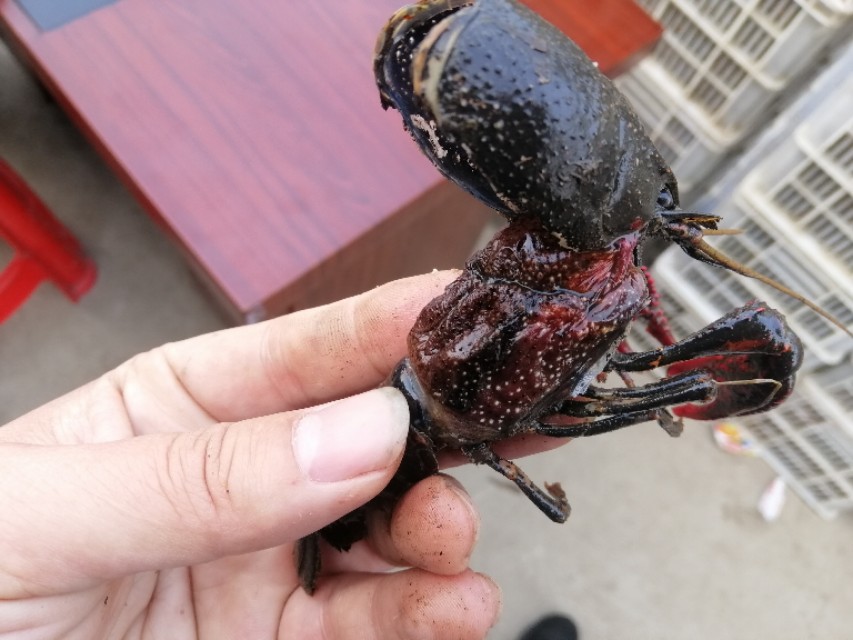 小龙虾在什么情况下会蜕壳,小龙虾脱壳不遂的原因及解决方案