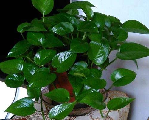 不会养绿萝怎么办,不会养花的看这8种花