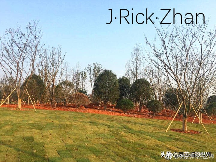 适合北方庭院种植的低矮草坪,家庭庭院怎样混搭种植草坪和蔬菜