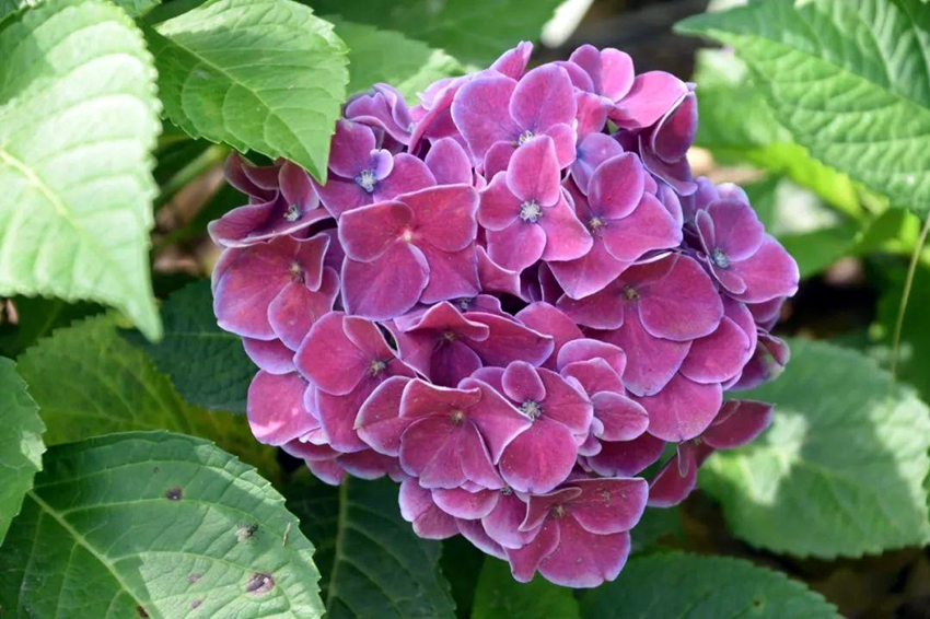 绣球花哪款好看,值得推荐的绣球花