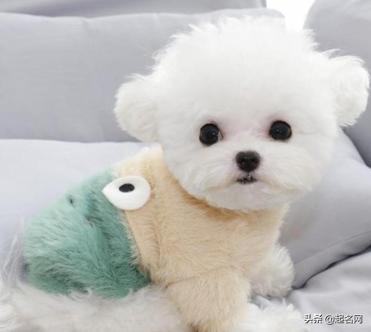 很多可爱狗狗,汪汪队6只可爱的狗狗