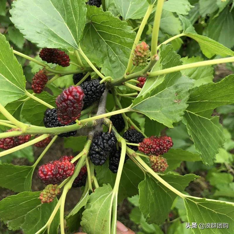 四季果桑有几个品种,新手种果桑哪个品种最好