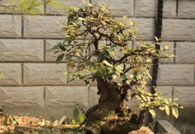 胡秃子做盆景好看吗,胡秃子盆景四季结果吗