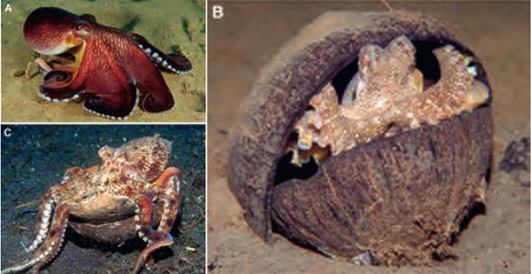 像章鱼一样的外星生物有哪些,长得像章鱼的外星人