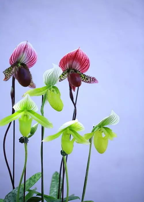 中国十大名花惊艳千年,中国十大名花美极了