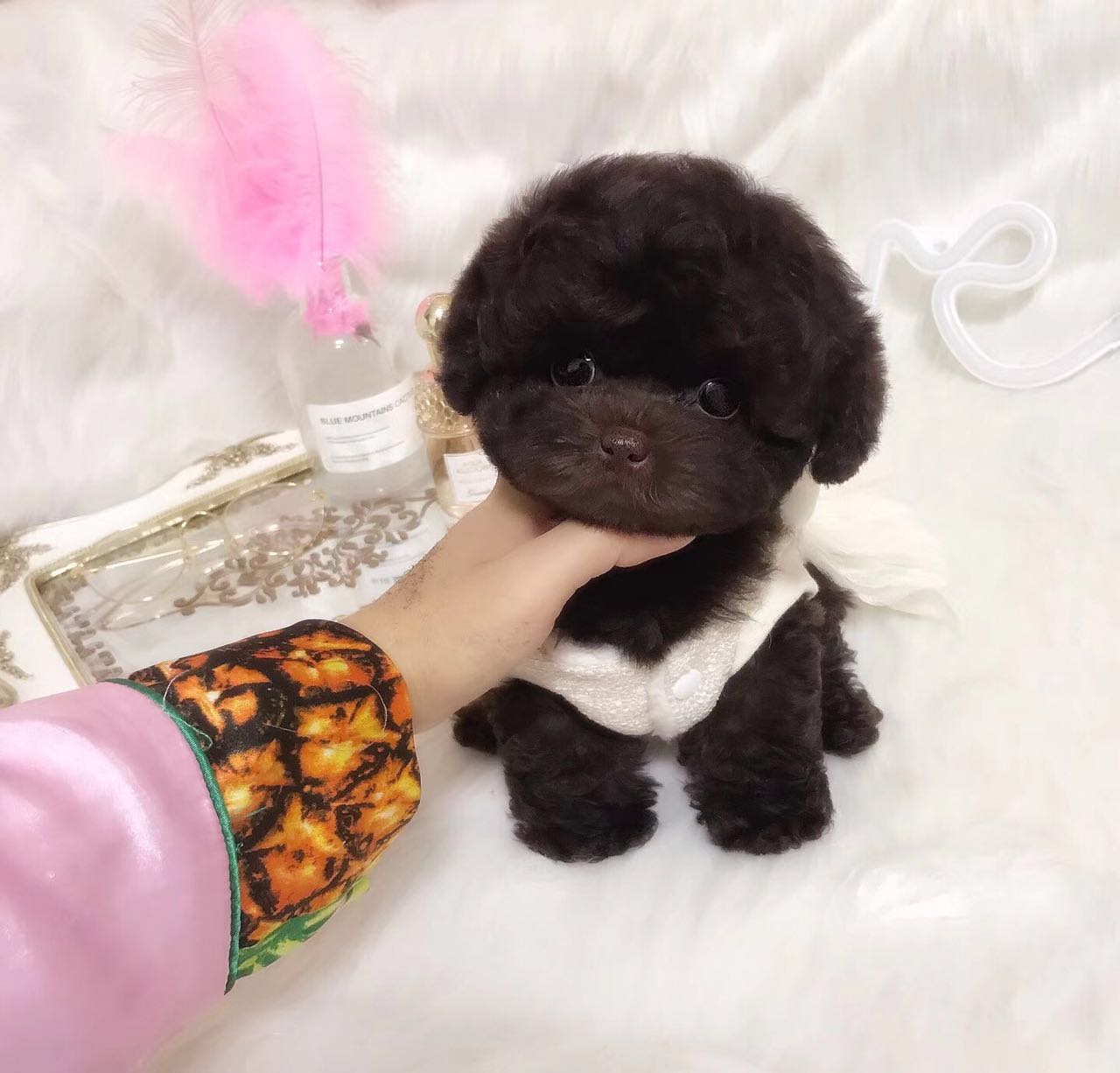 新手养灰泰迪的十大禁忌,泰迪适合新手养吗