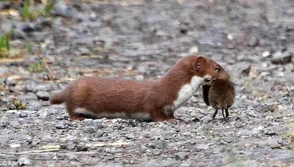 为什么黄鼠狼会给鸡拜年,黄鼠狼给鸡拜年没安好心的英文