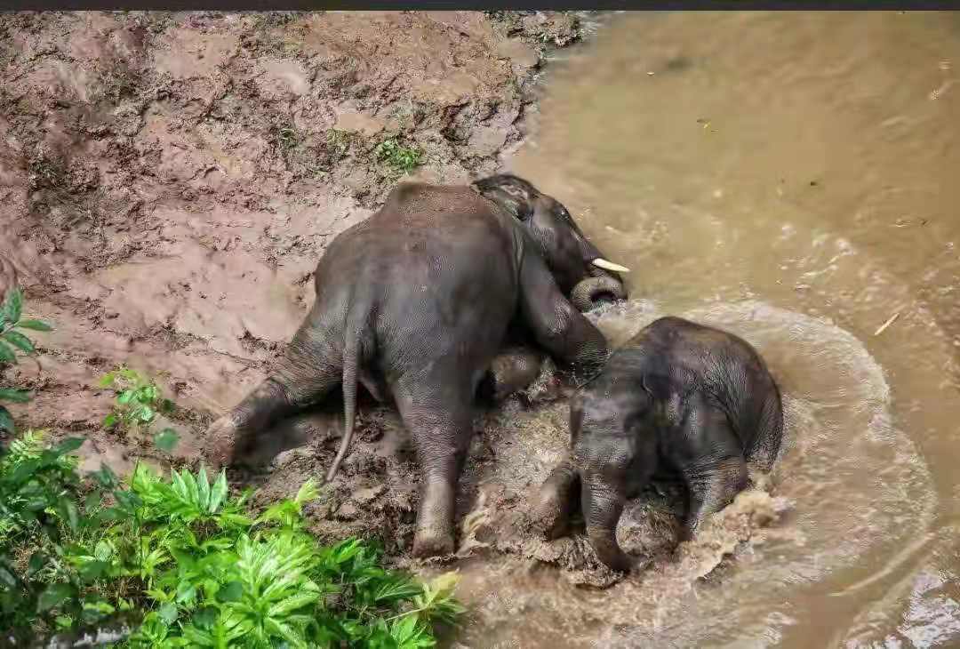 今年最火爆的七星级团综：亚洲象北漂