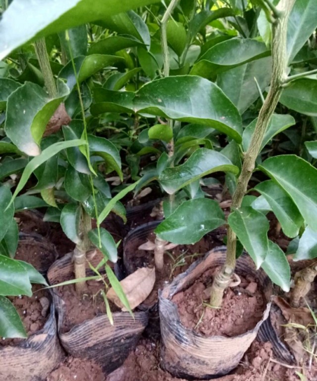 网上买的果苗哪里是假的,为什么网上的果苗一般都是假的