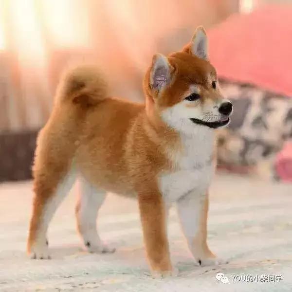 如何买到又好又便宜的柴犬,怎么才能买到便宜的小柴犬