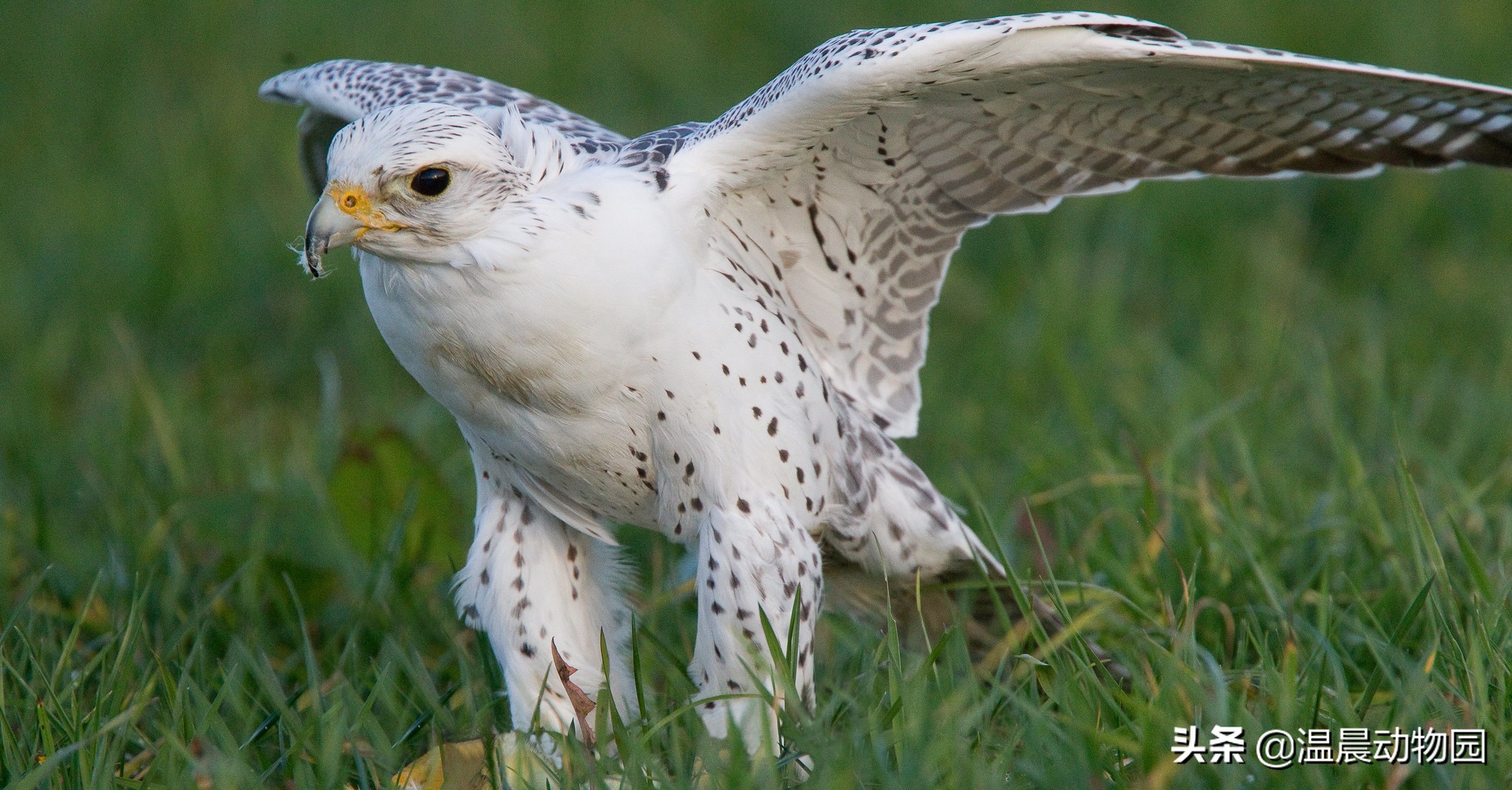 为什么海东青被称为神鸟,海东青是天空中的无敌王者吗