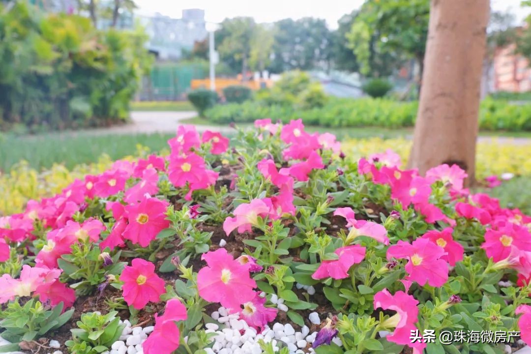 三灶镇金岛路,三灶东咀金岛路