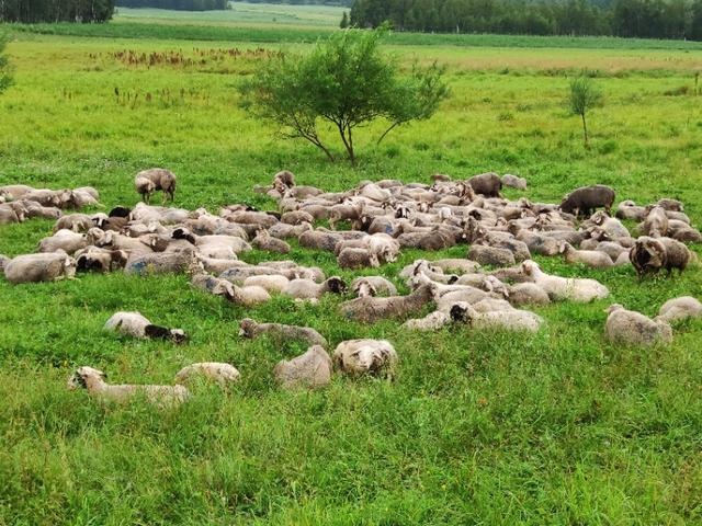 雨天羊最容易得什么病,羊群春天容易得什么病