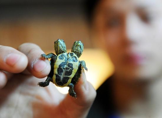 双头龟是由于基因突变导致的,日本被核辐射基因突变的乌龟