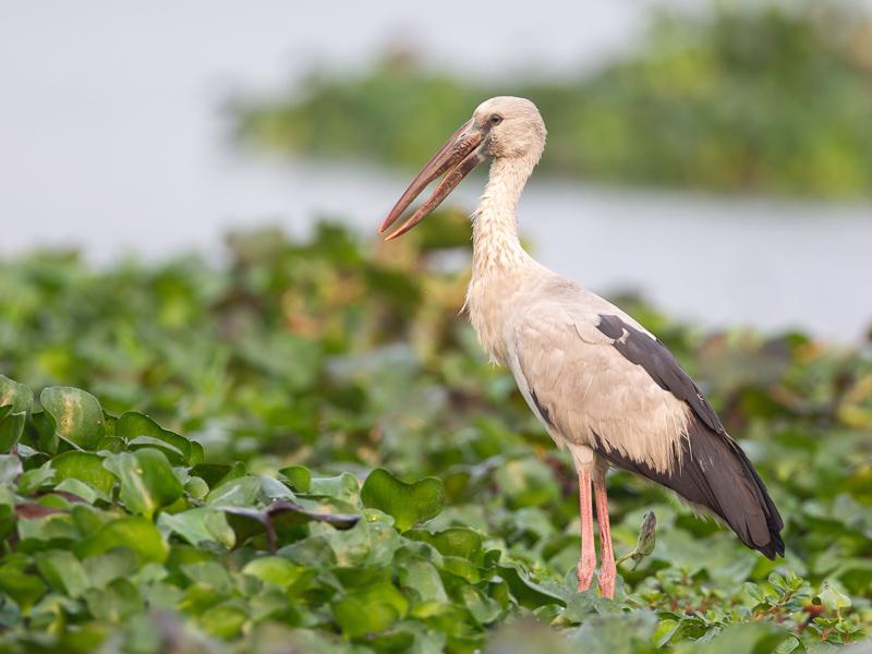 福寿螺的天敌终于出现,泛滥成灾的福寿螺终于有天敌