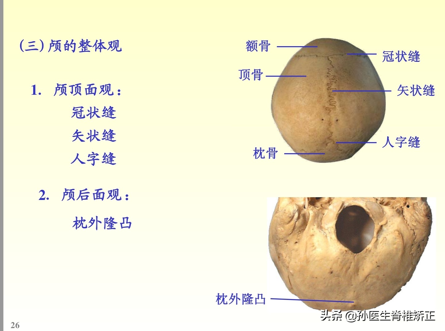 解剖学基础ppt完整版,人体系统解剖学ppt完整版