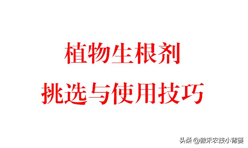 苗木缓苗最快的生根剂,裸根苗用什么生根剂让它存活