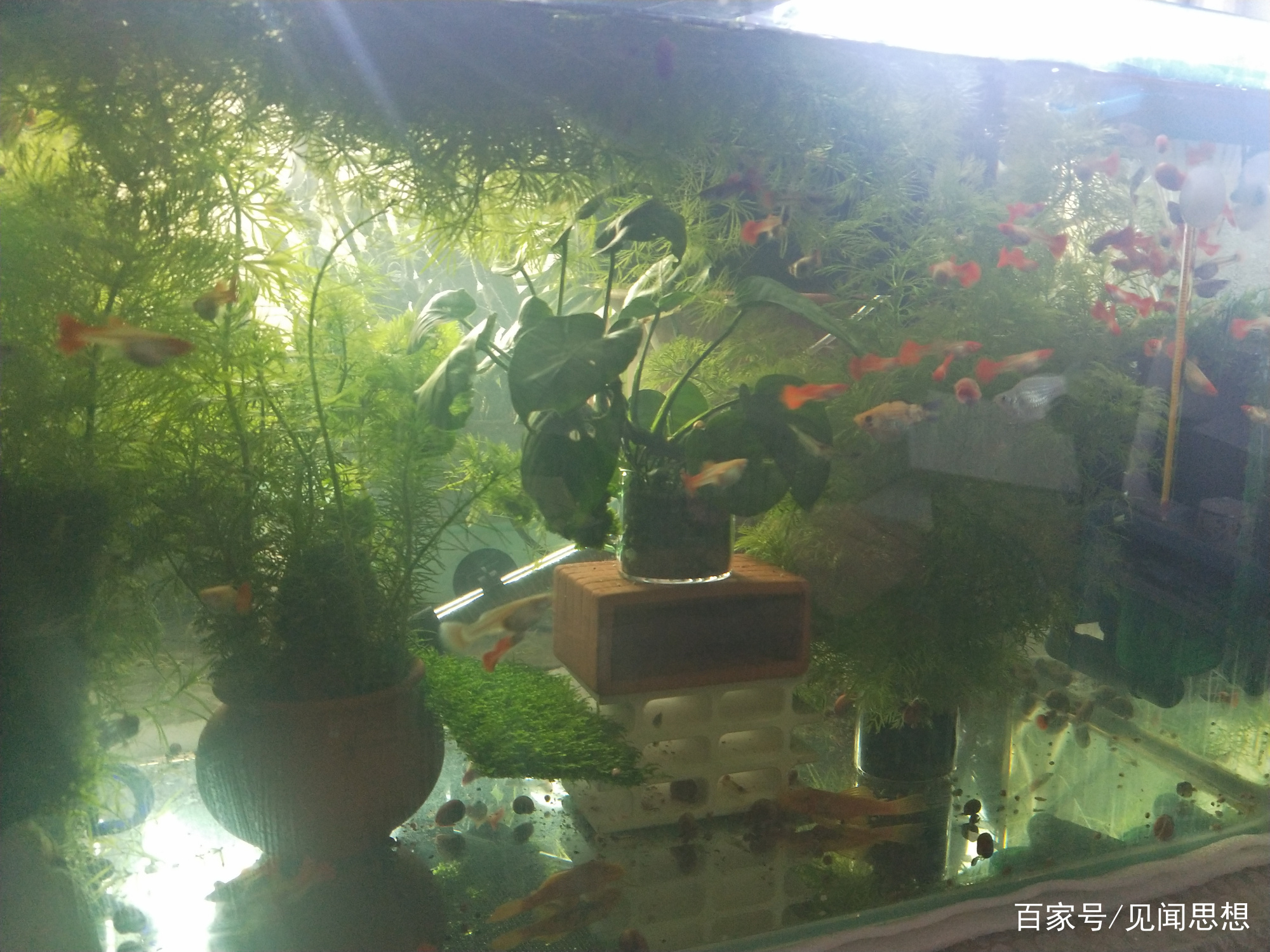 适合水草缸养的可以繁殖的观赏鱼,适合新手大鱼缸养的观赏鱼