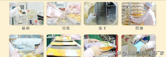 冻干榴莲加工,冻榴莲加工工艺流程