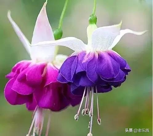 100首才华横溢的经典诗词,公认最有才华的诗