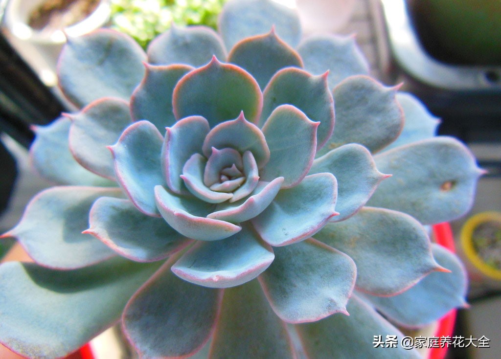 多肉蓝石莲怎么变漂亮,多肉蓝石莲怎么养