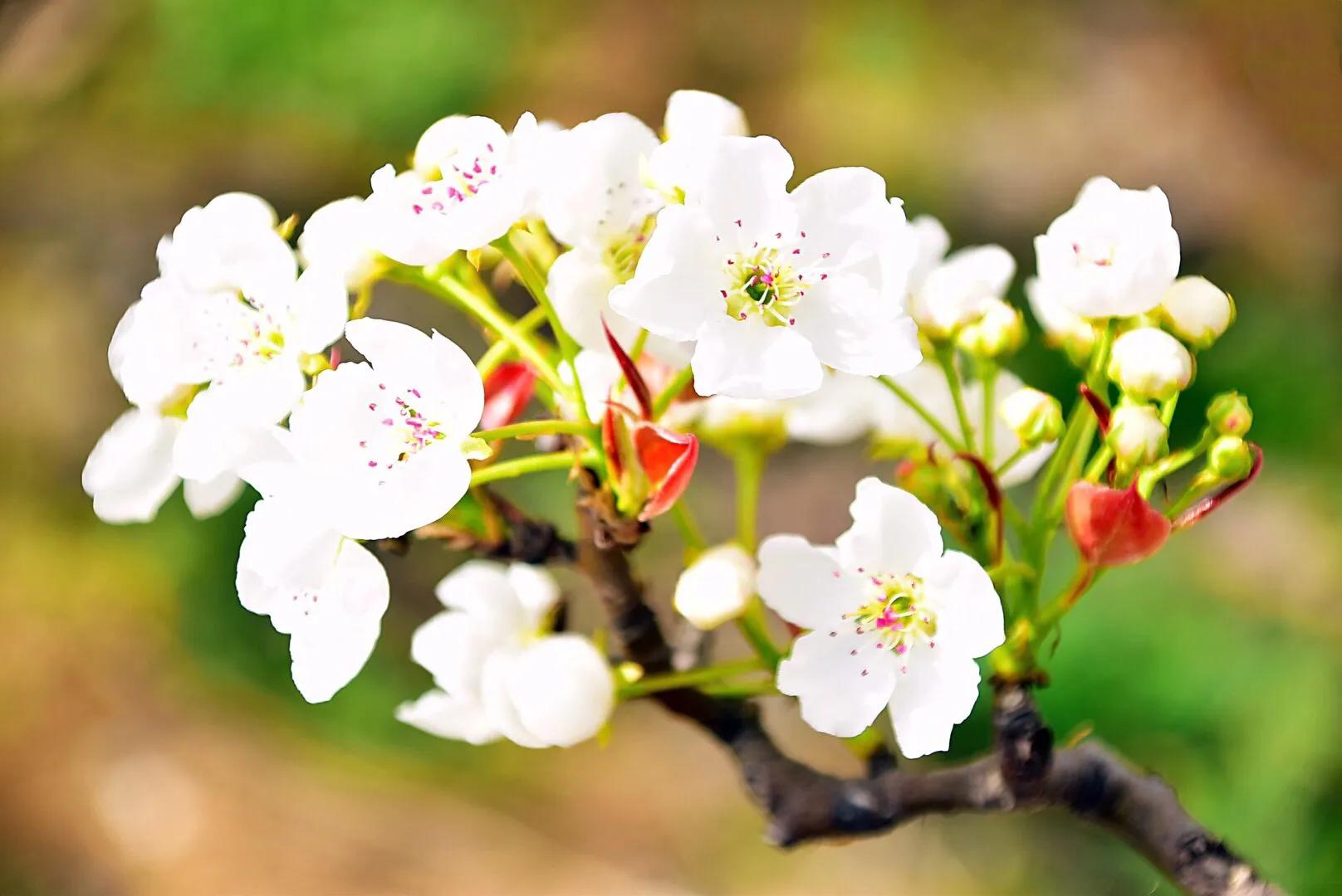 春游梨花林,邂逅三月梨花