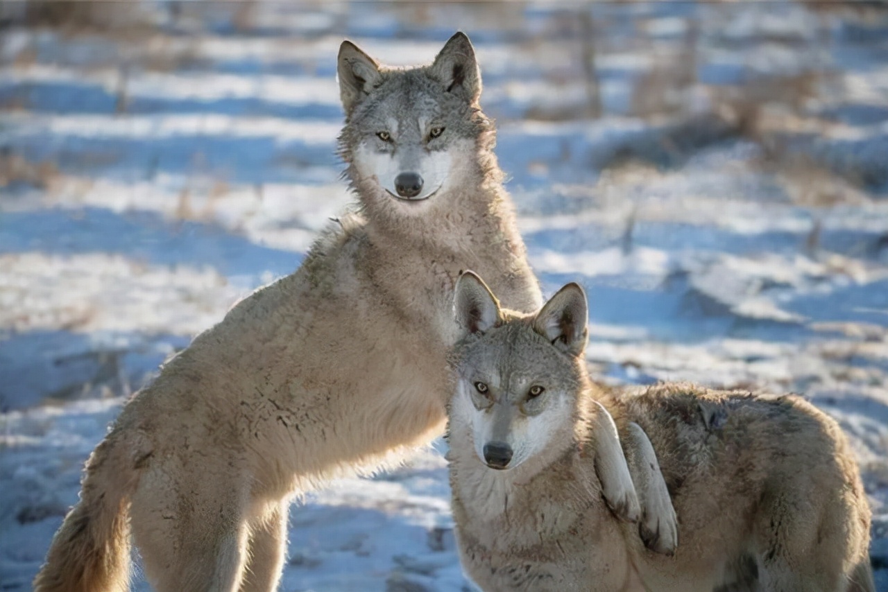 半夜狗突然对着空气大叫,狗突然对着一个地方吠叫