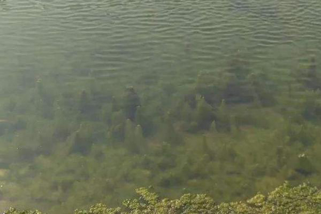 虾田里青苔怎样除掉不伤虾苗,稻田虾青苔治理